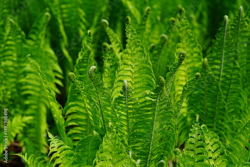 Partly still curled shoot of the scaly fern in spring (Dryopteris Affinis ssp. Stilupensis, Aspidiaceae family). Hanover, Lower Saxony, Germany.