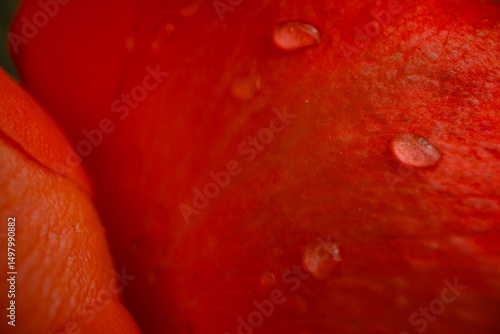 Closeup of rose flower