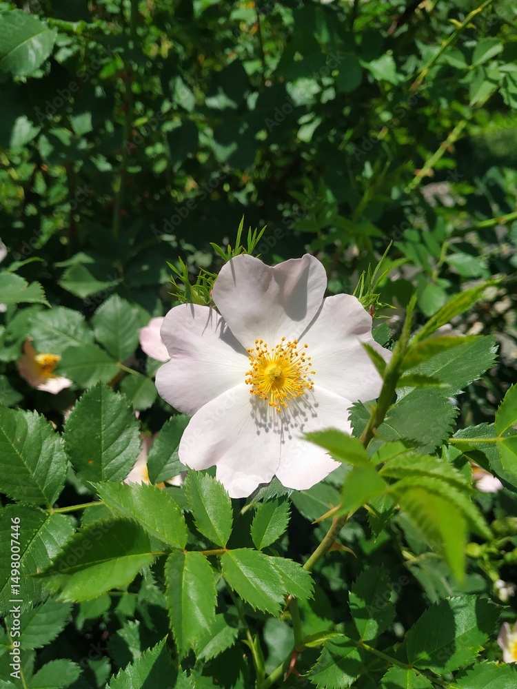 Obraz premium White and pink flower, nature