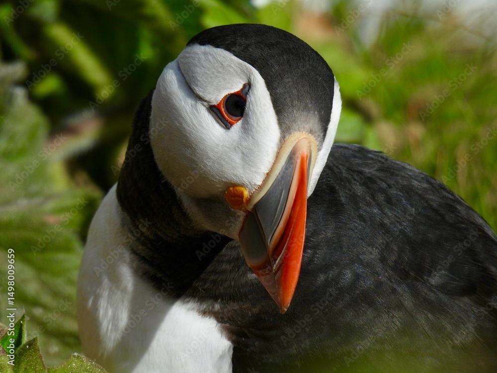 Naklejka premium Atlantic Puffin head and beak close up.