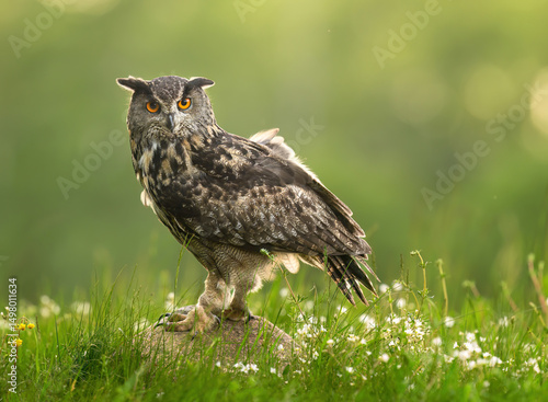 Photos Eurasian eagle owl ( Bubo bubo ) close up