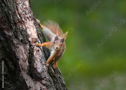 squirrel on a tree