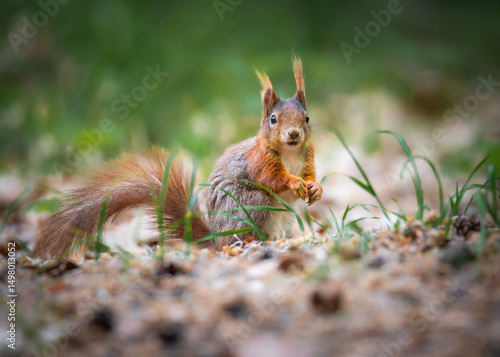 squirrel in the park