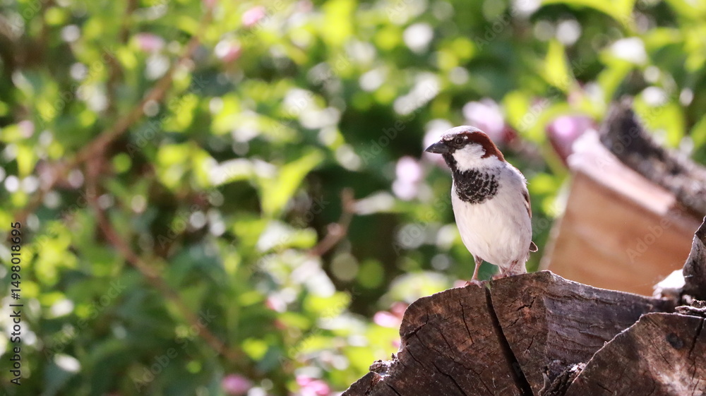 Obraz premium Sparrow on stacked firewood
