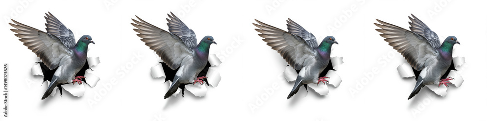 Obraz premium Pigeons Breaking Through - Four pigeons bursting through torn white paper, dynamic and eye-catching
