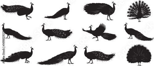 Peacock silhouettes vector illustration set of beautiful peacocks isolated graphic design elements 100