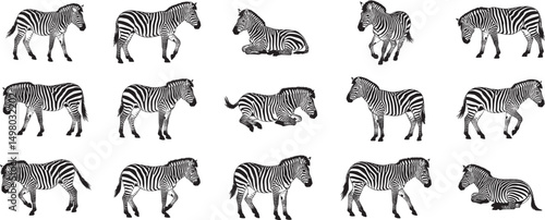 Zebra illustration pattern black and white zebras african wildlife animal print safari zoo mammal design art