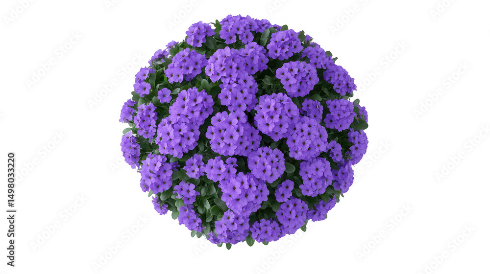 Fototapeta premium Beautiful Purple Flowers in a Spherical Shape on PNG transparent background