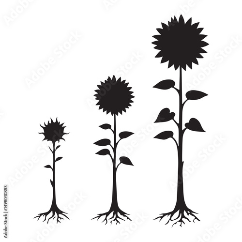 Sunflower growth stages illustration for agricultural education design