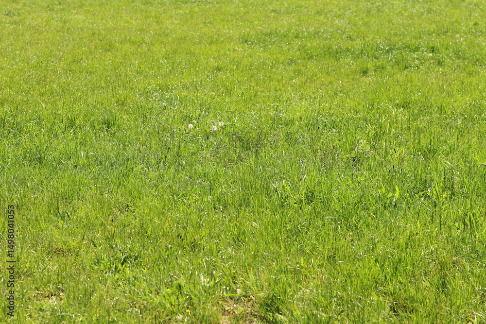 Grass on the lawn, natural background. Uncut grass on the meadow. Spring or summer background with bright green grass. Selective focus. Close-up view of fresh grass Grass on the lawn, natural background. Uncut grass on the meadow. Spring or summer background with bright green grass. Selective focus. Close-up view of fresh grass