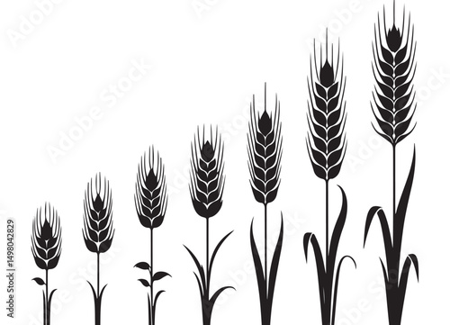Stages of Wheat Growth Vector Illustration Silhouette Agricultural Development
