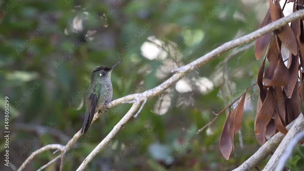 Indigo-capped Hummingbird (Saucerottia cyanifrons) is a beautiful hummingbird found in South America. Andes mountain range, Colombia. Indigo-capped Hummingbird (Saucerottia cyanifrons) is a beautiful hummingbird found in South America. Andes mountain range, Colombia.