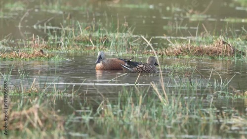 A colourful and cute male northern shoveler duck is seen leisurely swimming in the wetland lake