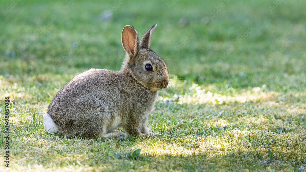 Fototapeta premium A baby rabbit is sitting in the grass