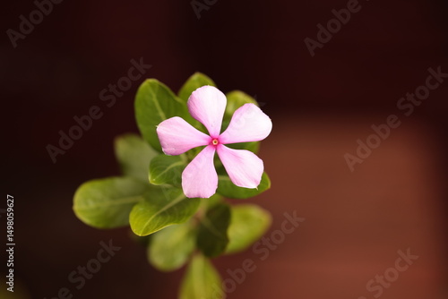 Close up a Catharanthus roseus flowers.