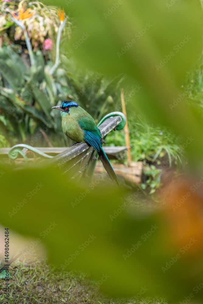 Obraz premium Blue and green bird with red eyes perched on a chair in a garden. Close-up photo with feather details and copy space.