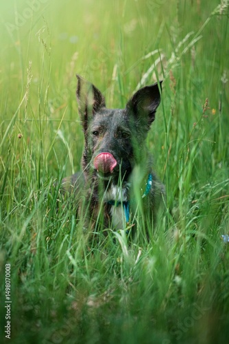 Dog in gras