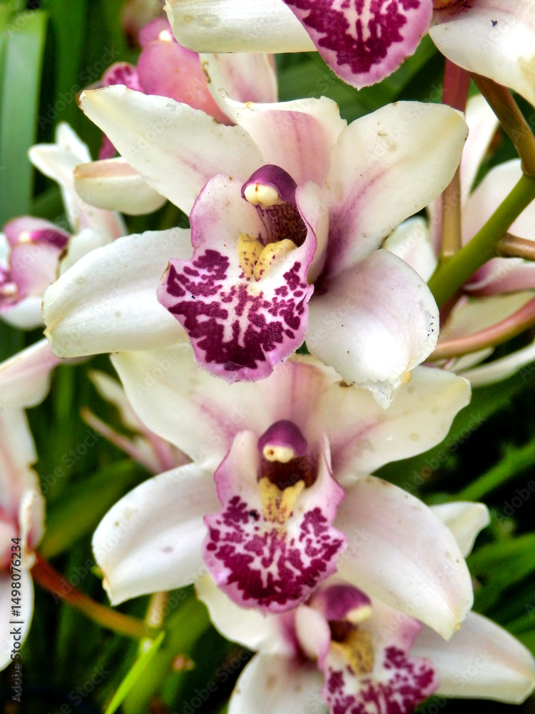 Obraz premium Close up of a White and Pale Pink Cymbidium Orchid with speckled labellum, taken on the Island of Madeira