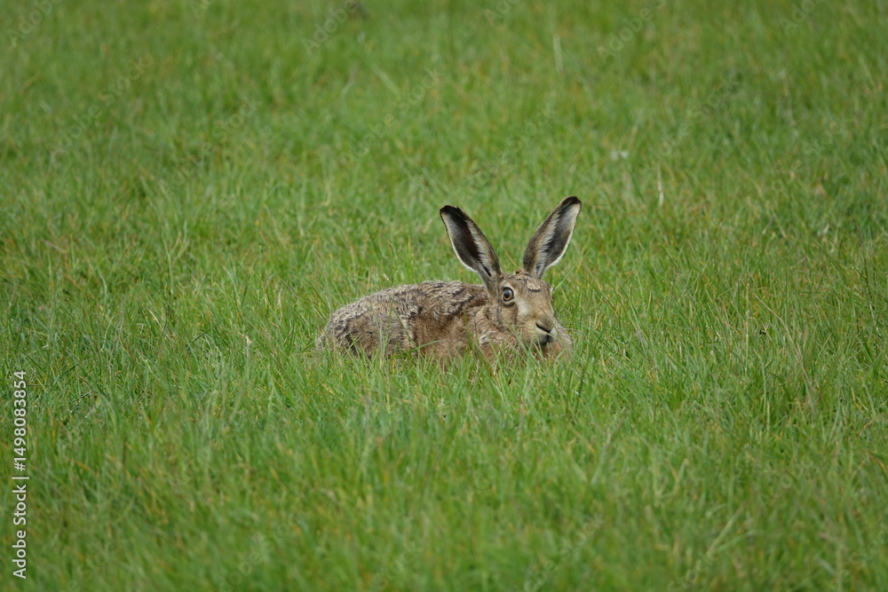 Obraz premium brown hare (lepus europaeus) UK farmland in springtime