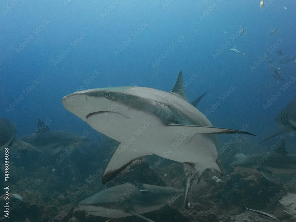 Obraz premium reef shark