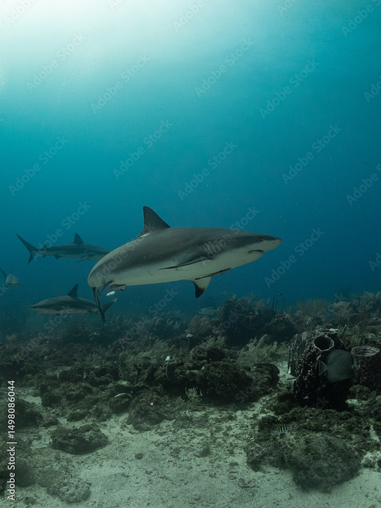 Fototapeta premium Reef shark