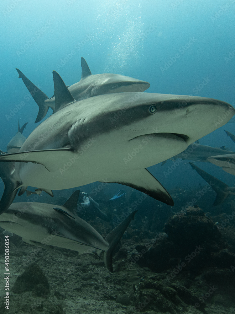 Fototapeta premium shark in the sea