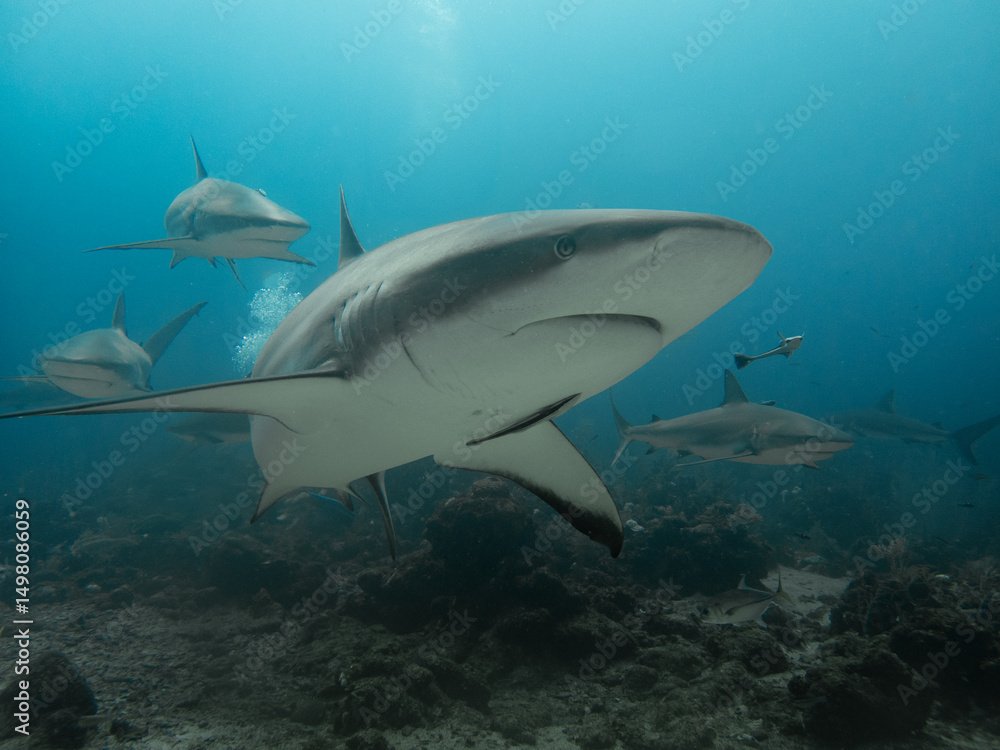 Fototapeta premium Reef sharks