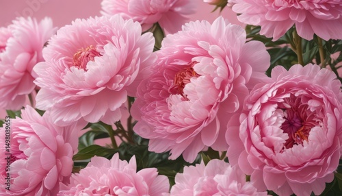 Close-up of tightly clustered pink peonies on a soft pink backdrop ,  plant,  floral art,  romantic
