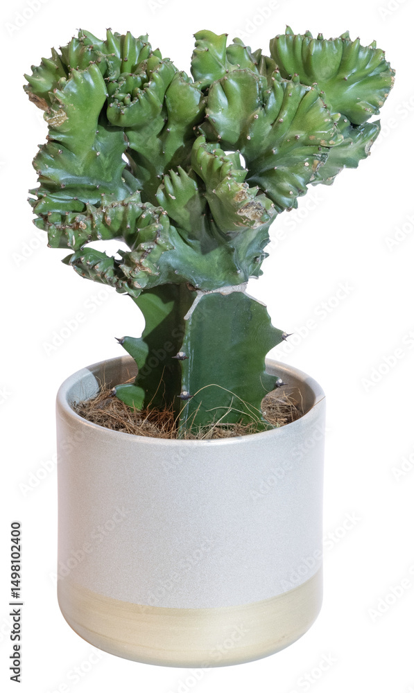 Fototapeta premium Euphorbia lactea