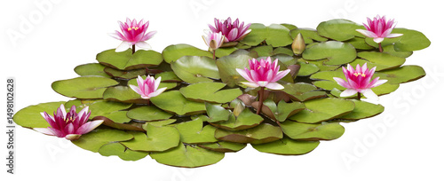 Fotografie Nénuphars roses