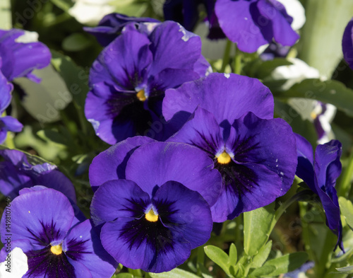Massif de pensées bleues