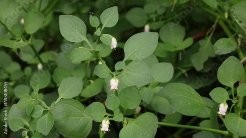 Salpichroa origanifolia also known as lily of the valley vine or cock's-eggs