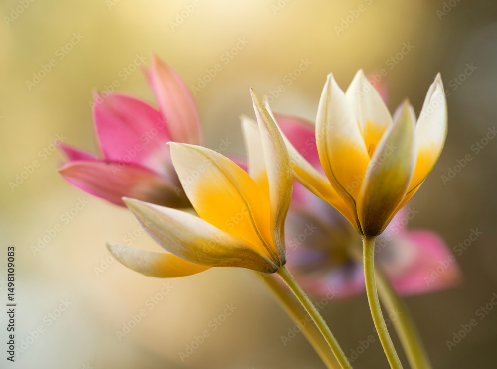 Fototapeta premium Tulipany botaniczne, tapeta, dekoracja.