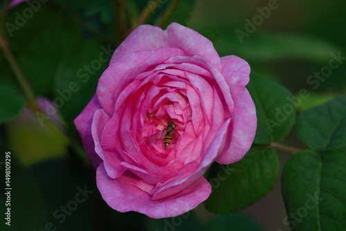 Wallpaper Mural A bee collects nectar from a blossoming tea rose flower. Ornamental floriculture. Close-up. Torontodigital.ca