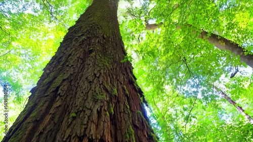 Looking upward at a tall, textured tree trunk in a lush forest with green leaves and moss covering the bark in sunlight.