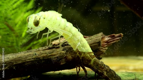 Dragonfly nymph (Aeshna umbrosa) underwater, series 006, molting from the penultimate instar (F1) to the final nymph instar (F0), completing the molt by kicking off the shuck, macro close-up. 