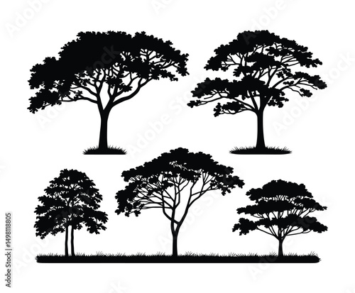 Elegant Teak Tree Silhouette Vector on White Background