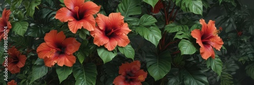 Large exotic hibiscus flowers, rich green tropical leaves , bloom, design