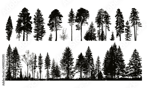 Pine, fir, cedar, Scotch fir trees isolated silhouette, evergreen forest vector illustration, coniferous woodland, forest nature background, tree line scene, hiking landscape, eco forest environment.