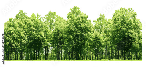Summer green forest, vector illustration, natural scenery, dense trees, woodland ecosystem, tranquil environment, flora and fauna, hiking trails, conservation area, peaceful nature retreat.