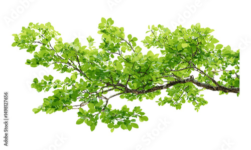 Isolated green tree branch, vector illustration, natural leaf cluster, botanical greenery, forest growth, outdoor foliage, fresh plant element, organic nature, spring leaves.