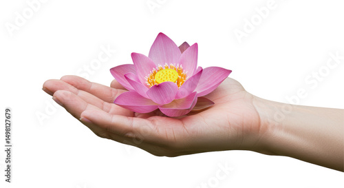 Isolated Hand Presenting Delicate Pink Lotus Flower