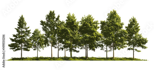 Summer forest with green trees, vector illustration, cutout, natural landscape design, foliage detail, outdoor nature scene, environmental greenery, woodland ecosystem.