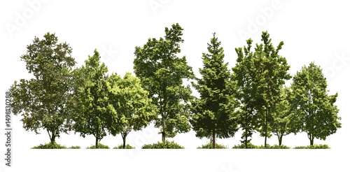 Isolated green trees, forest summer foliage, vector illustration, cutout, natural scenery, landscape background, outdoor environment, eco landscape, green nature elements.