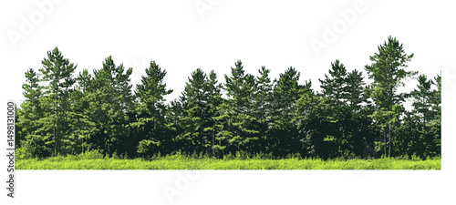Forest and summer trees, vector illustration, green foliage, cut path, alpha channel, seasonal nature, outdoor scenery, environment conservation, scenic woodlands, peaceful habitat.