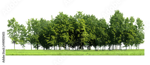 Summer forest with green trees, vector illustration, alpha channel, cut path, natural landscape, outdoor environment, ecological scenery, seasonal vegetation, lush woodlands, nature background.