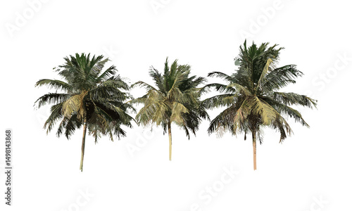Palm trees summer vector illustration cutout with alpha channel, tropical beach plants, exotic foliage, summer vacation nature design, sunny sky landscape, paradise island flora.