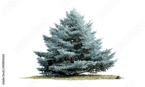 Colorado blue spruce evergreen tree Picea pungens coniferous needle leaf Pinaceae vector illustration cutout, seasonal plant, Christmas tree species, mountain forest vegetation.