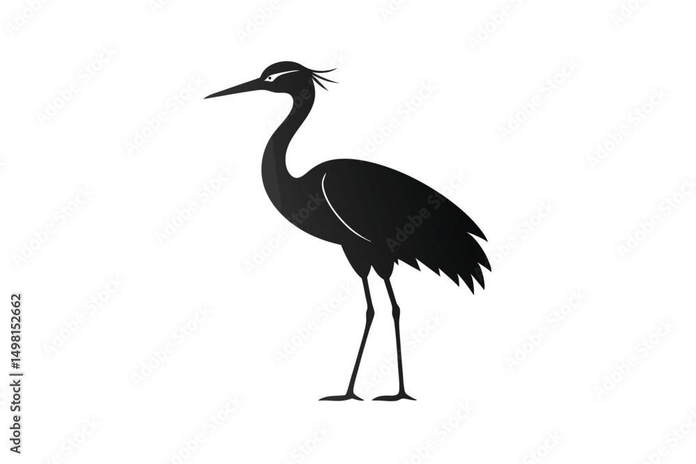 Fototapeta premium black crowned night heron