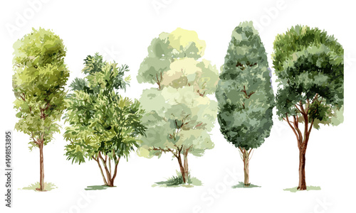 Watercolor trees collection vector illustration, green tree isolated, botanical garden elements, landscape and architecture design, seasonal spring foliage, natural environment.